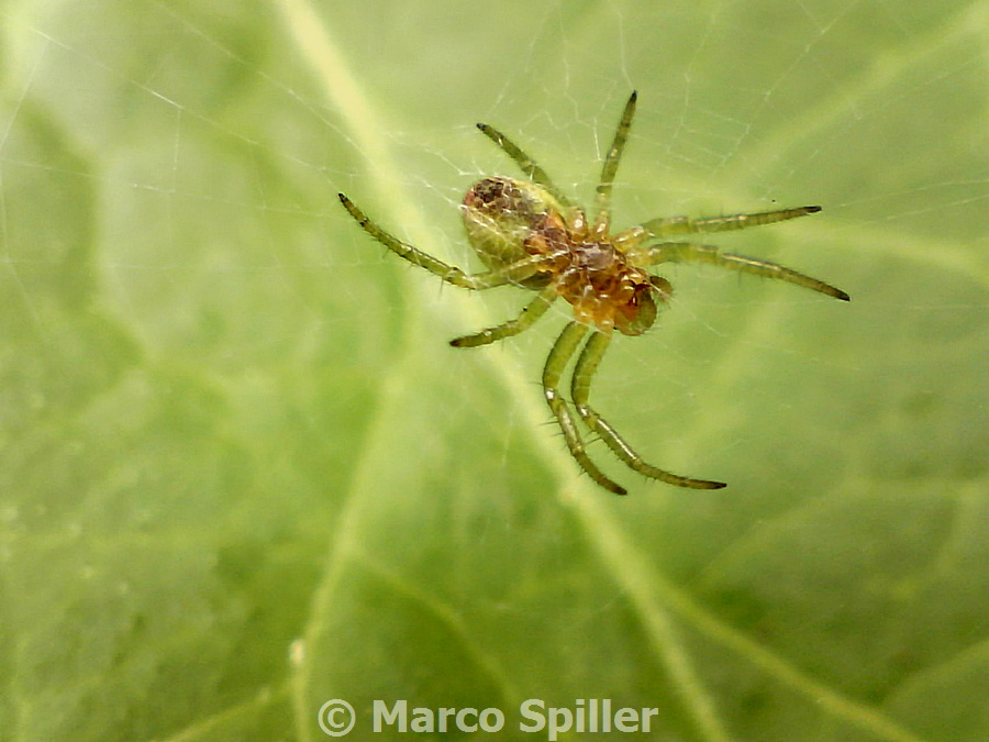 Araniella sp. (foto lato ventrale) - Milano